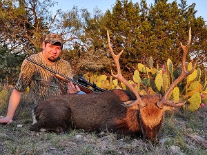Texas Sika Deer Hunts